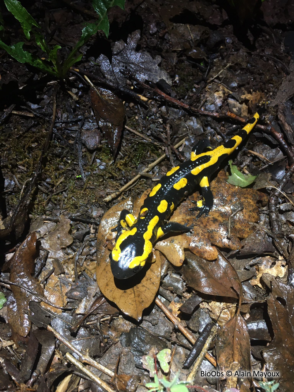 Salamandre - Salamandra salamandra - Alain Mayoux - BioObs