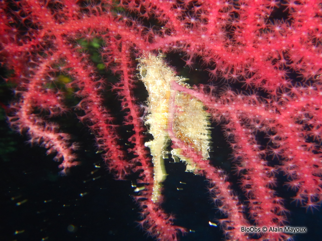 Avicule hirondelle - Pteria hirundo - Alain Mayoux - BioObs