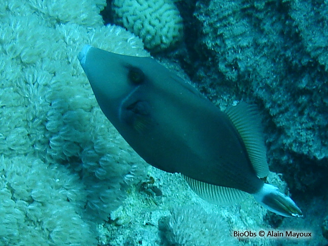 Baliste à gorge bleue - Sufflamen albicaudatum - Alain Mayoux - BioObs