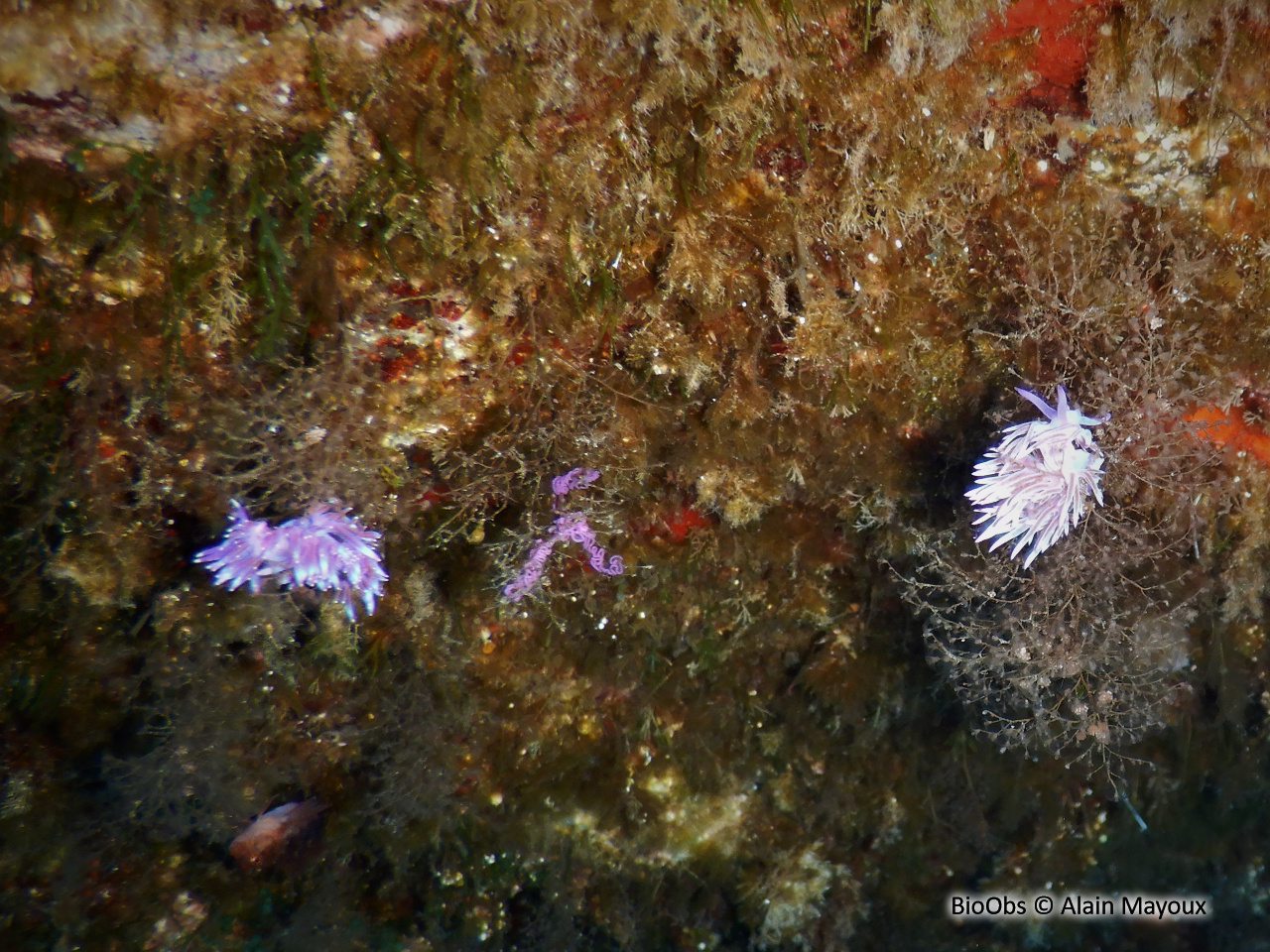 Flabelline mauve ponte - Flabellina - Alain Mayoux - BioObs