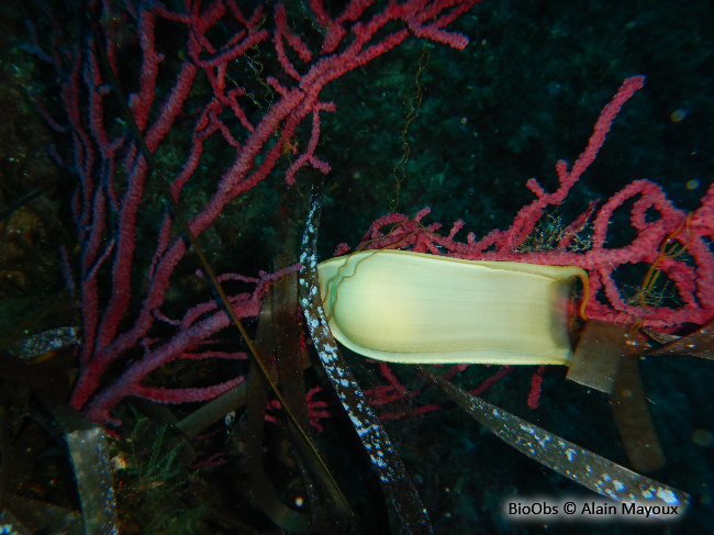 Grande roussette ponte - Scyliorhinus - Alain Mayoux - BioObs