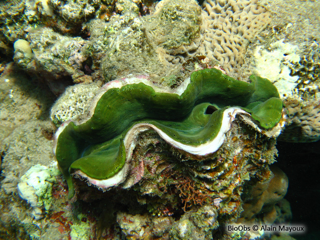 Grand bénitier gaufré - Tridacna squamosa - Alain Mayoux - BioObs