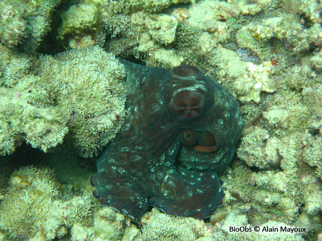 Poulpe de récif - Octopus cyanea - Alain Mayoux - BioObs