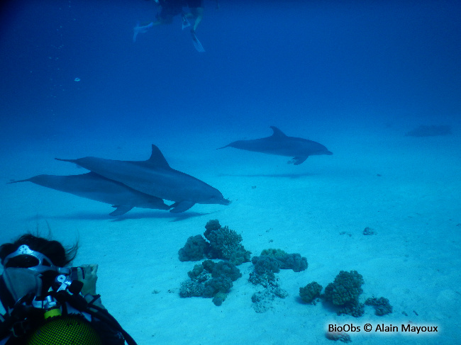 Grand dauphin - Tursiops truncatus - Alain Mayoux - BioObs