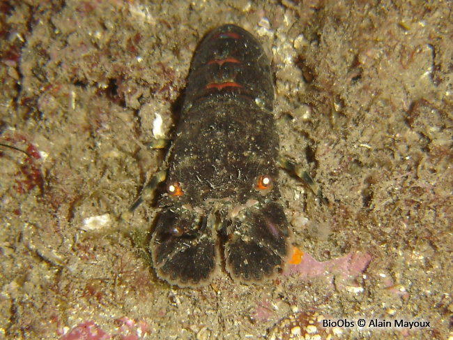 Petite cigale de mer - Scyllarus arctus - Alain Mayoux - BioObs
