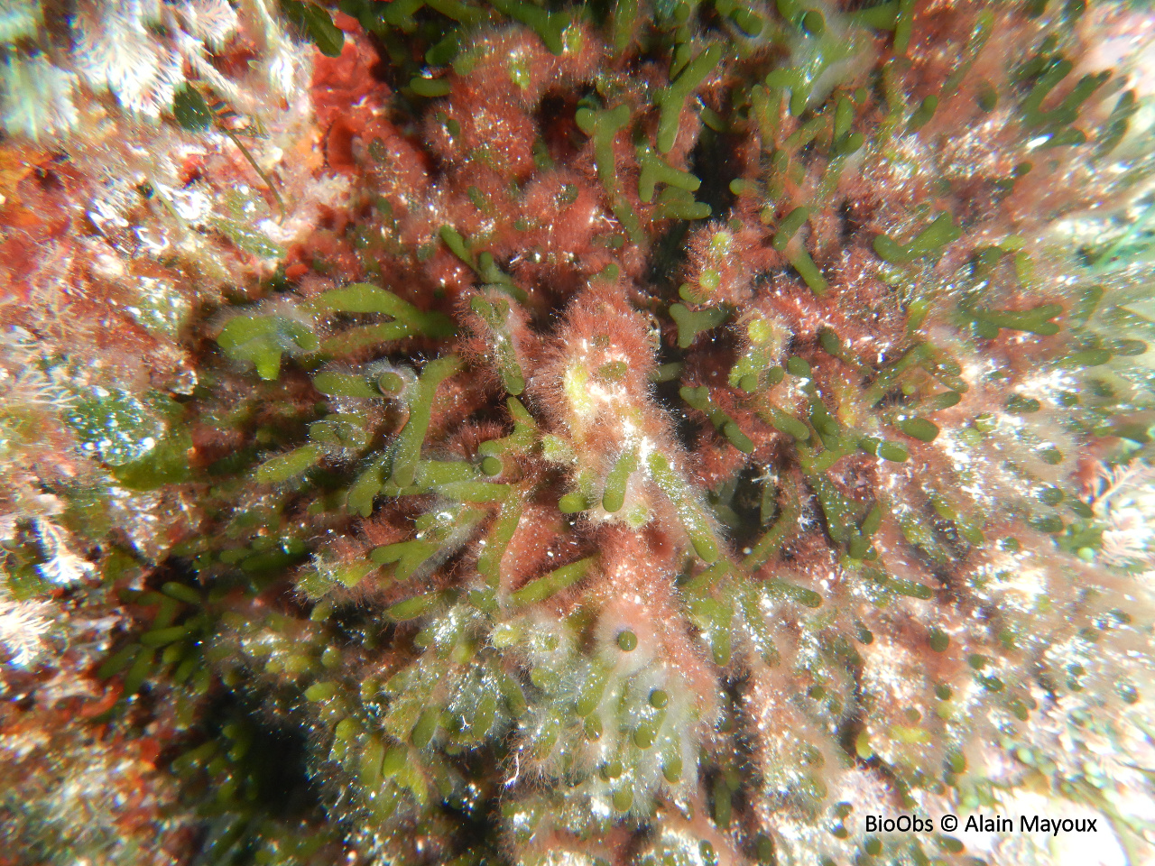 Codium vermiforme - Codium vermilara - Alain Mayoux - BioObs