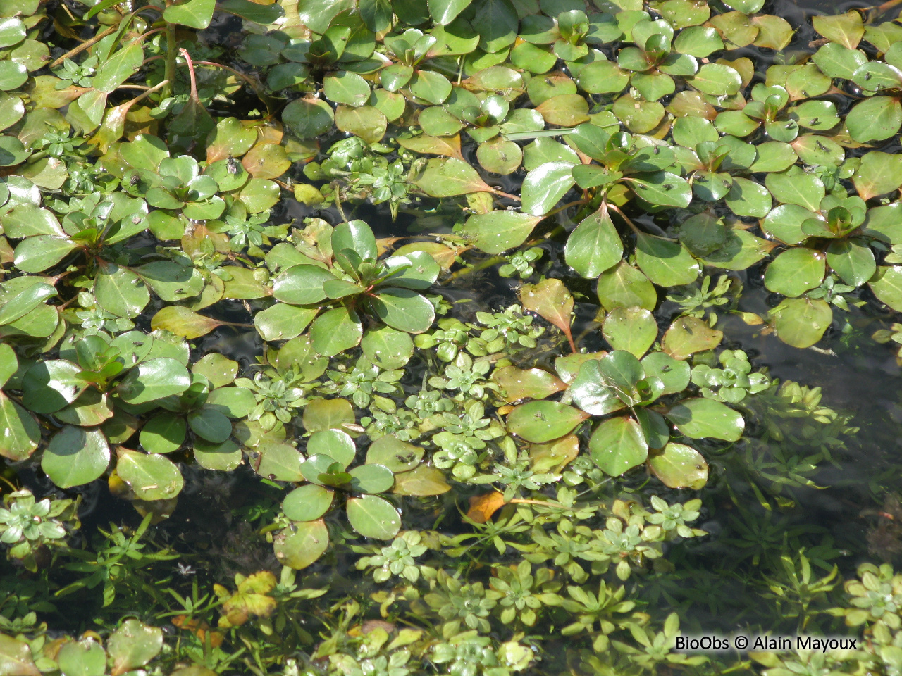 Jussie à grandes fleurs - Ludwigia grandiflora - Alain Mayoux - BioObs