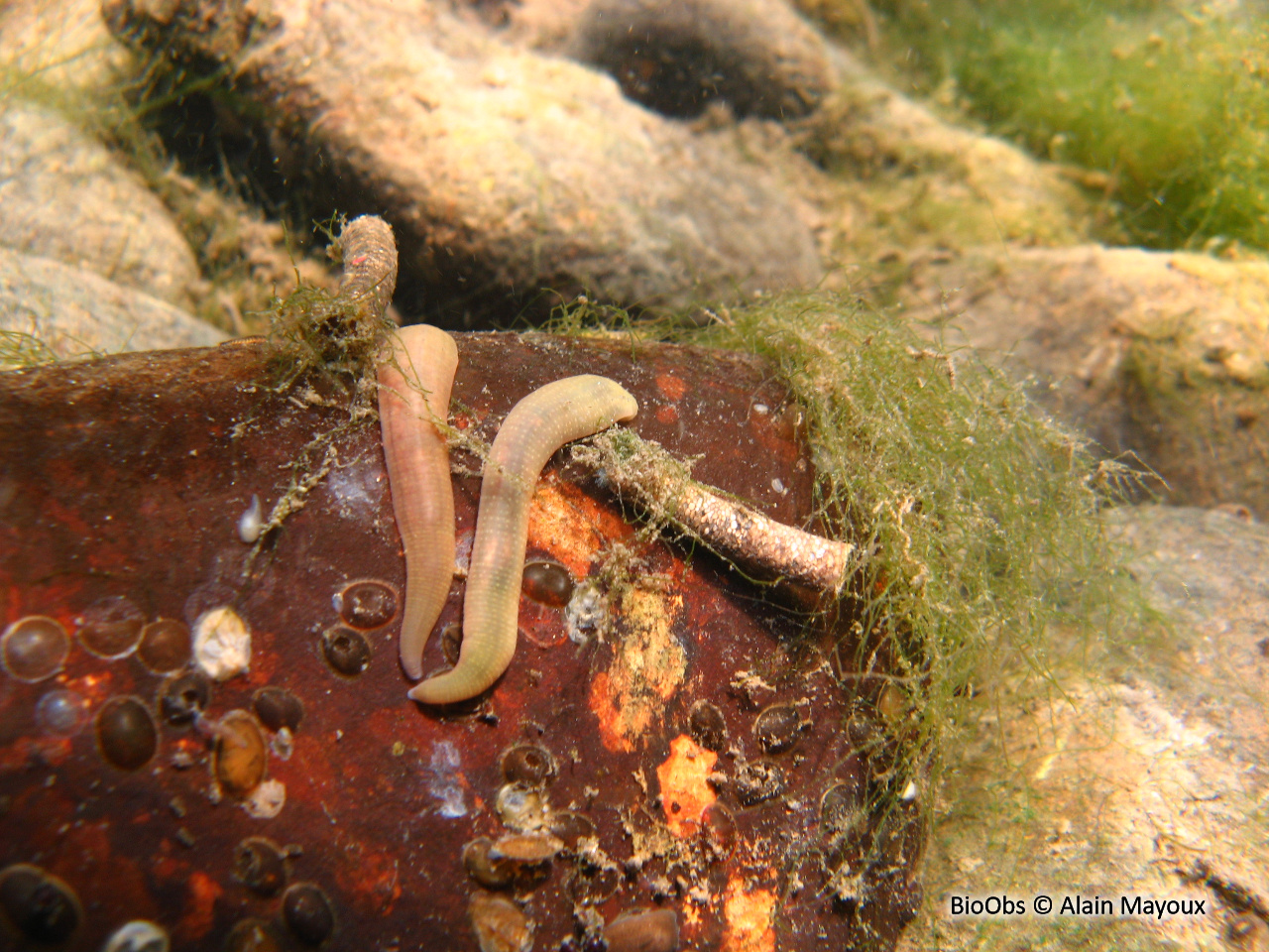 Erpobdelle - Erpobdella spp. - Alain Mayoux - BioObs