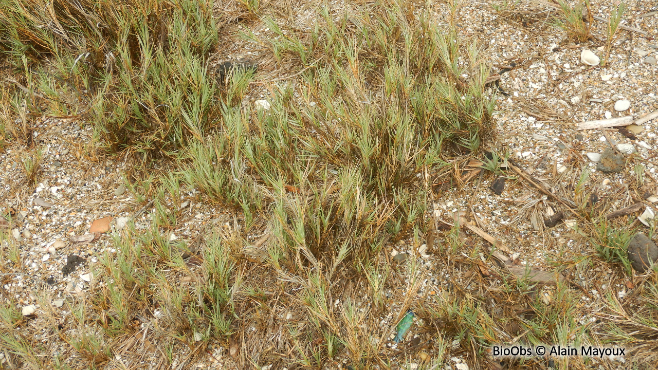 Agropyron, chiendent des sables - Elymus farctus - Alain Mayoux - BioObs