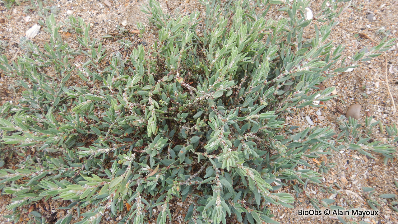 Renouée maritime - Polygonum maritimum - Alain Mayoux - BioObs