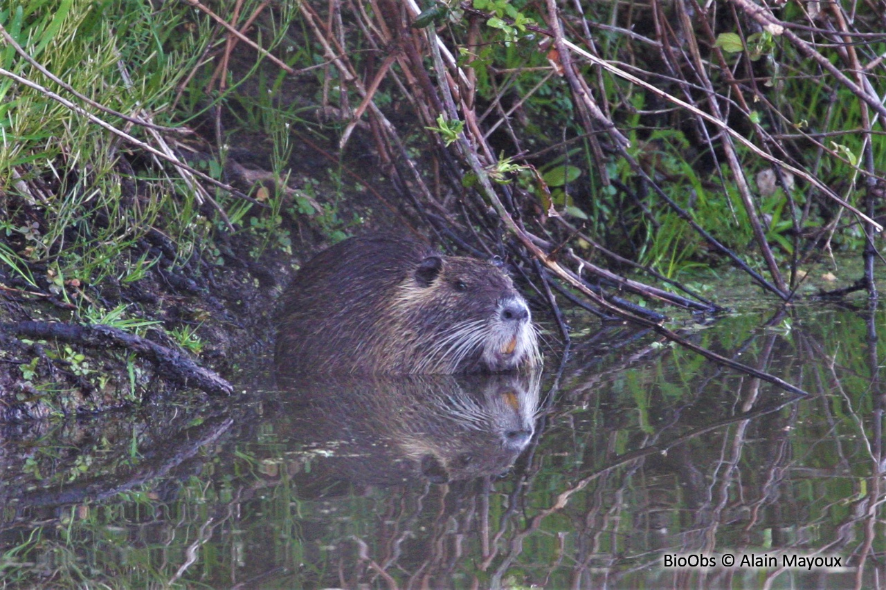 Ragondin - Myocastor coypus - Alain Mayoux - BioObs