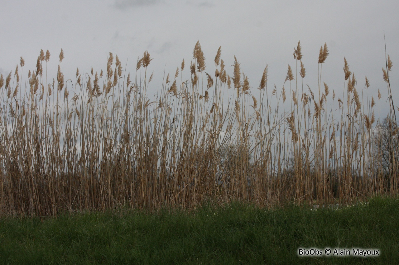 Roseau - Phragmites australis - Alain Mayoux - BioObs