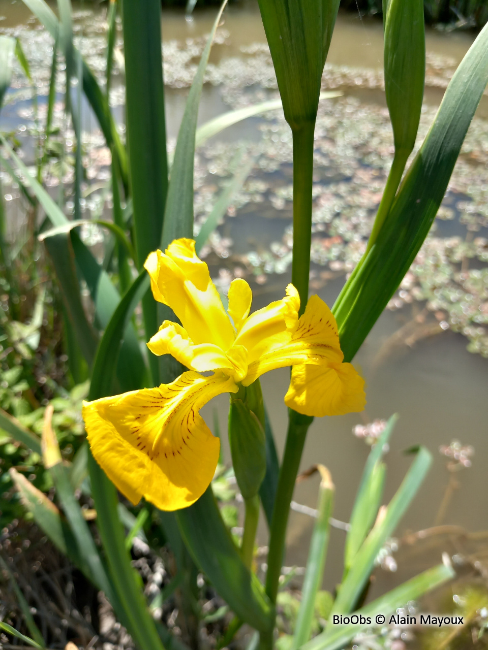 Iris faux-acore - Iris pseudacorus - Alain Mayoux - BioObs