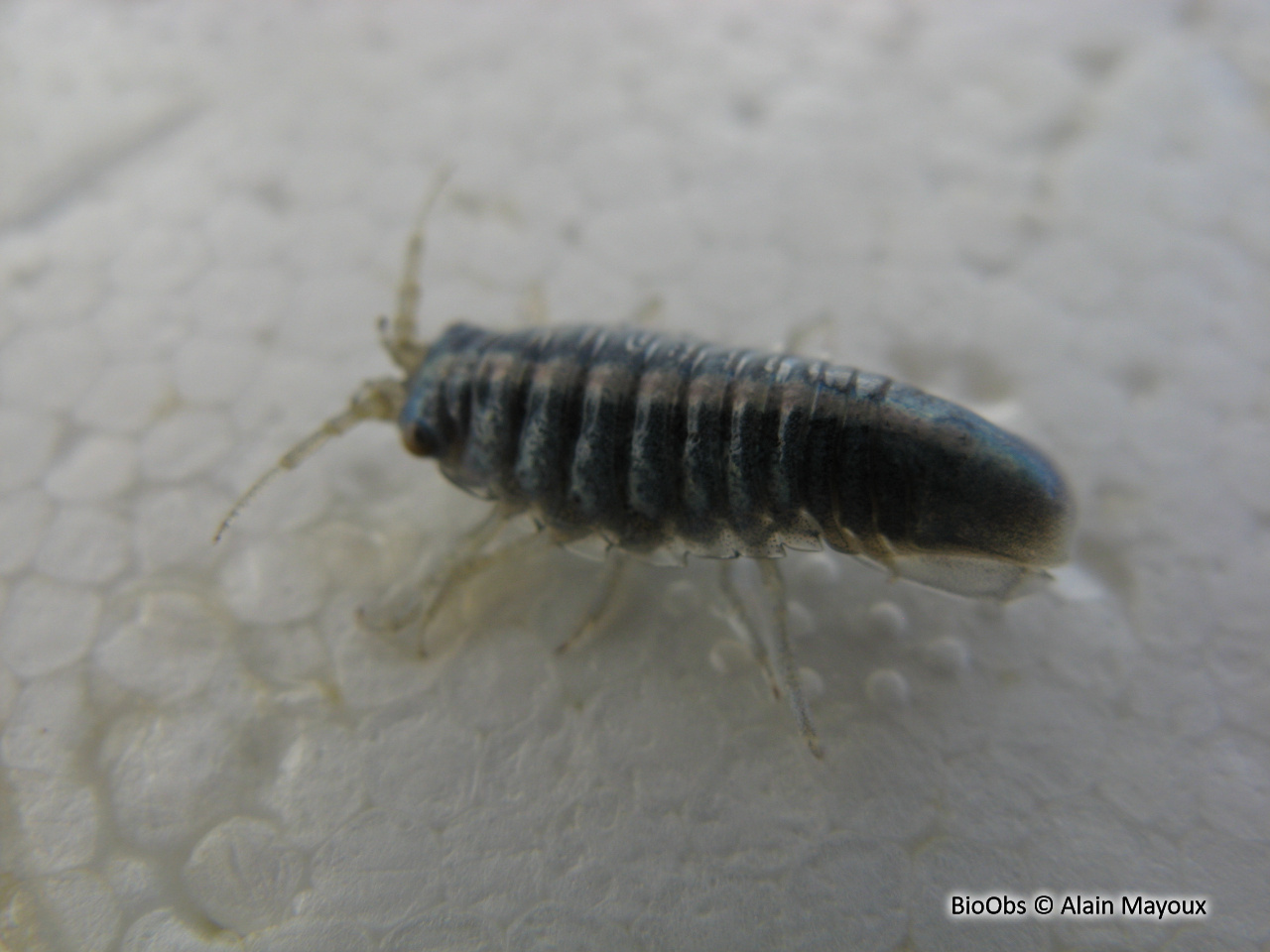 Idotée métallique - Idotea metallica - Alain Mayoux - BioObs