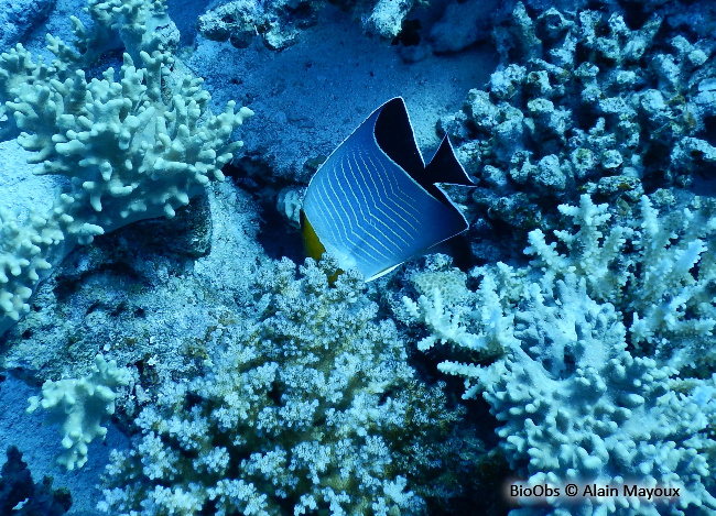 Poisson-papillon à tête orange - Chaetodon larvatus - Alain Mayoux - BioObs