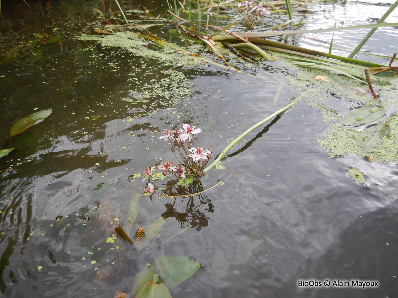 Jonc fleuri - Butomus umbellatus - Alain Mayoux - BioObs