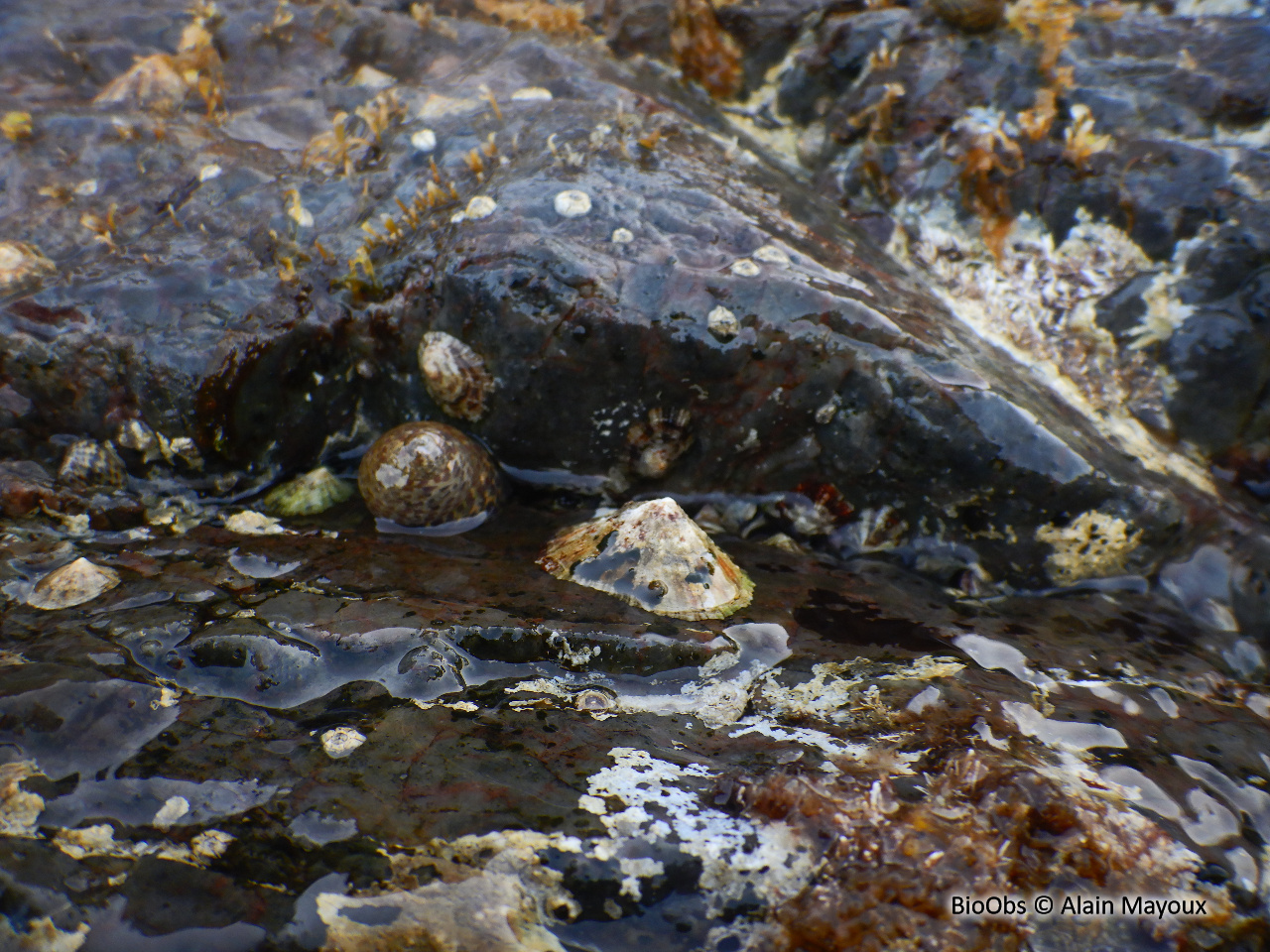 Gibbule toupie - Phorcus turbinatus - Alain Mayoux - BioObs