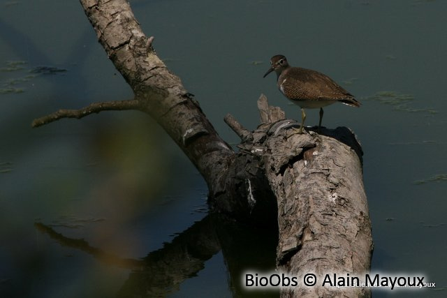 Chevalier guignette - Actitis hypoleucos - Alain Mayoux - BioObs