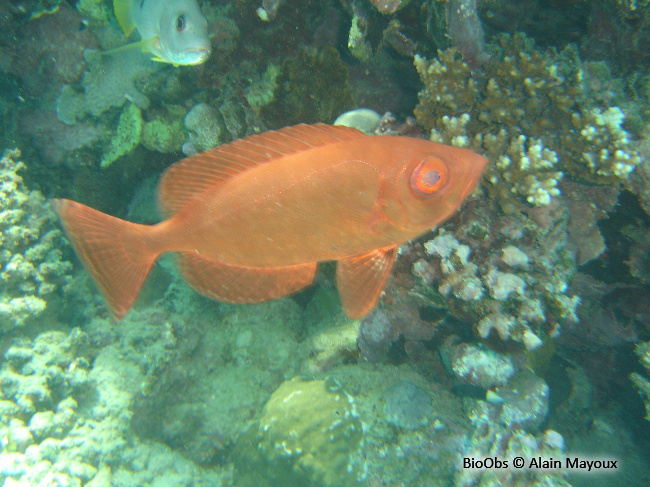 Soleil - Heteropriacanthus cruentatus - Alain Mayoux - BioObs