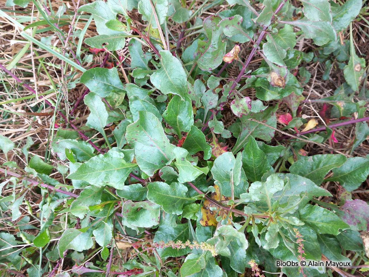 Patience à feuilles obtuses - Rumex obtusifolius - Alain Mayoux - BioObs