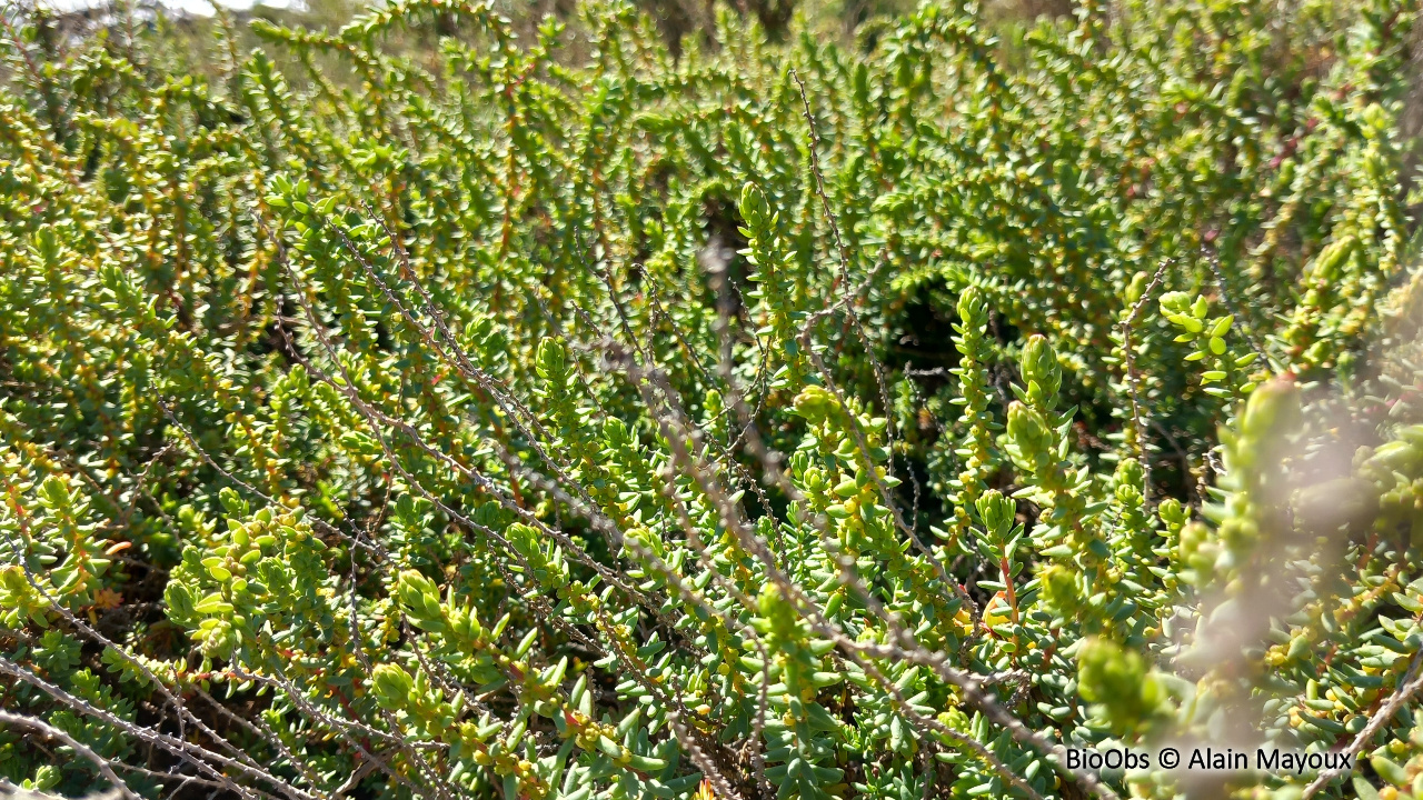 Soude maritime - Suaeda maritima - Alain Mayoux - BioObs