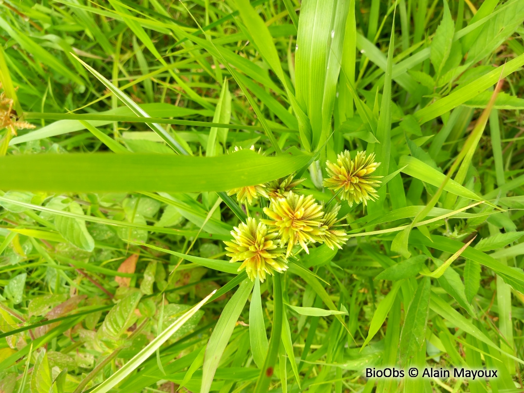 Souchet robuste - Cyperus eragrostis - Alain Mayoux - BioObs