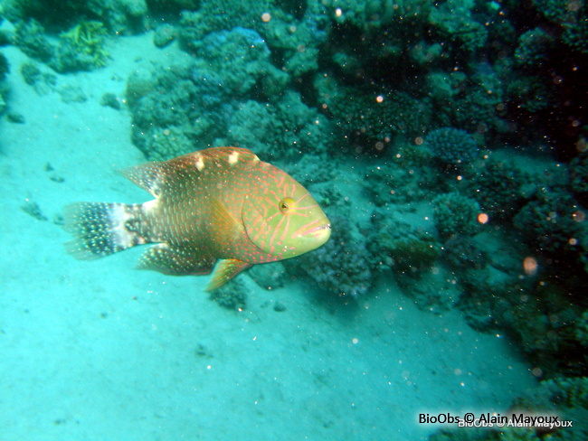 Labre d'Abudjubbe - Cheilinus abudjubbe - Alain Mayoux - BioObs
