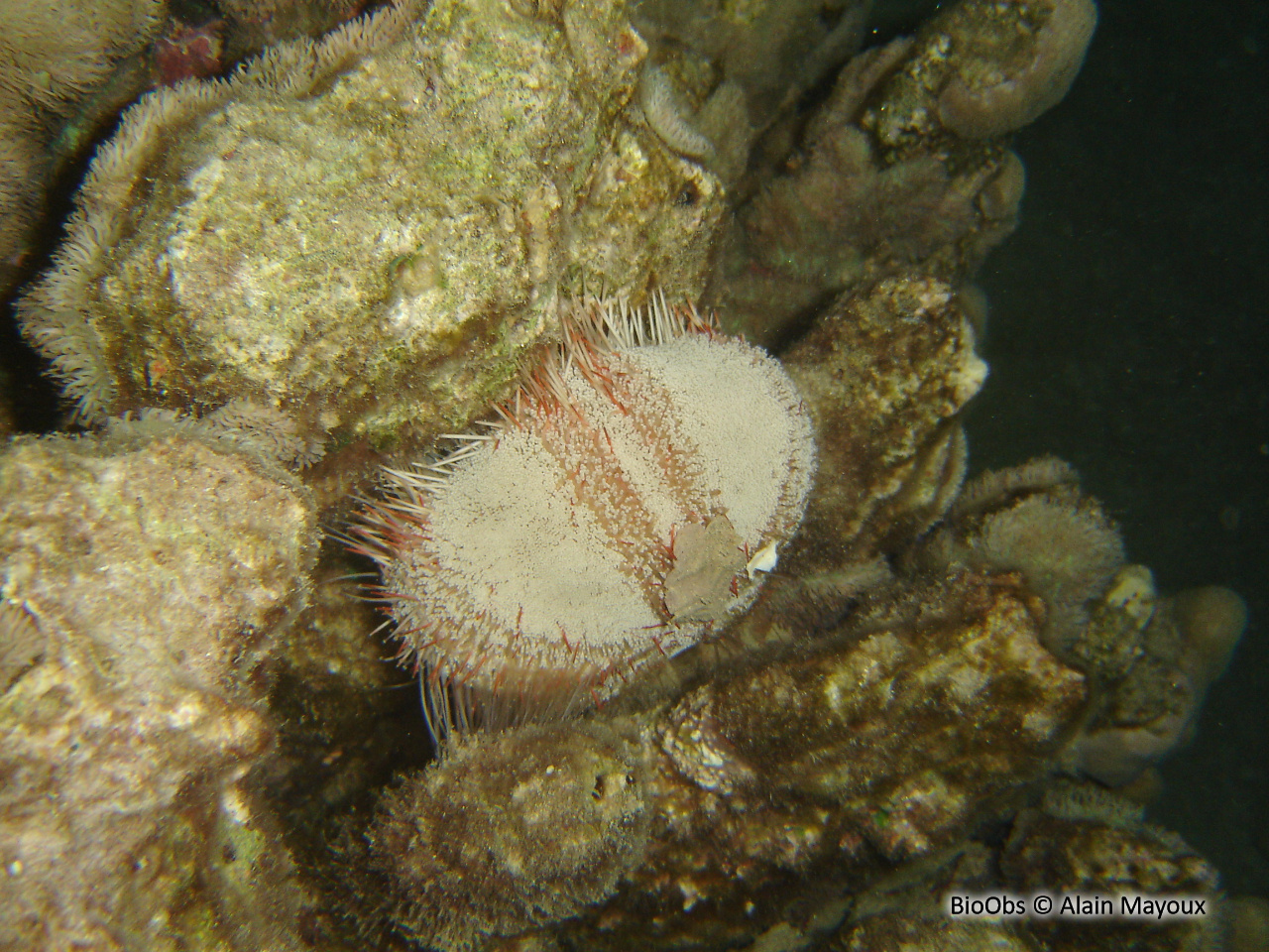 Oursin-cuir de mer Rouge - Asthenosoma marisrubri - Alain Mayoux - BioObs
