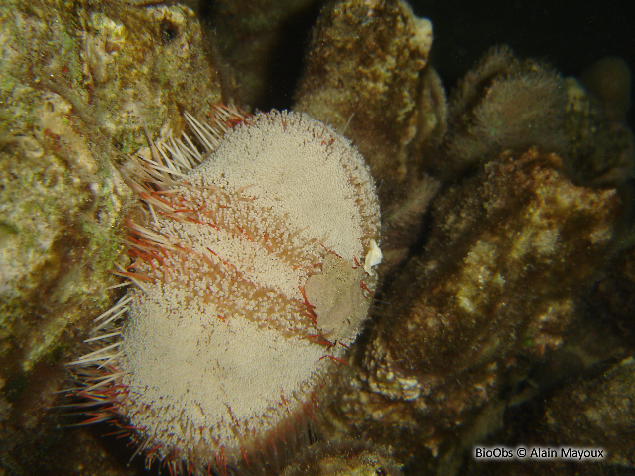Oursin-cuir de mer Rouge - Asthenosoma marisrubri - Alain Mayoux - BioObs