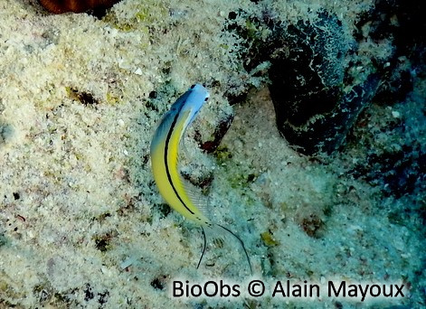 Blennie mimétique de mer Rouge - Ecsenius gravieri - Alain Mayoux - BioObs