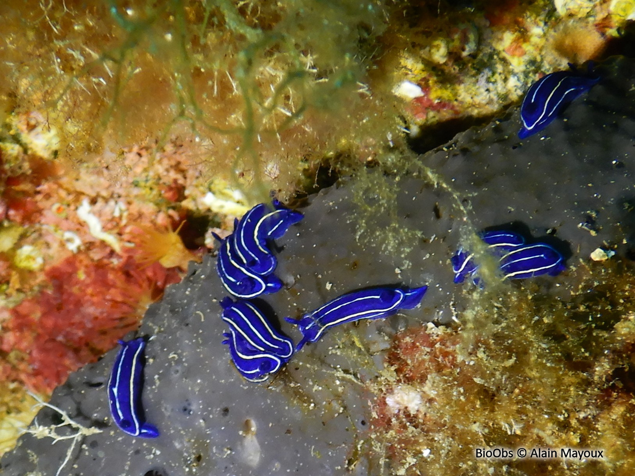Doris céleste - Felimare orsinii - Alain Mayoux - BioObs