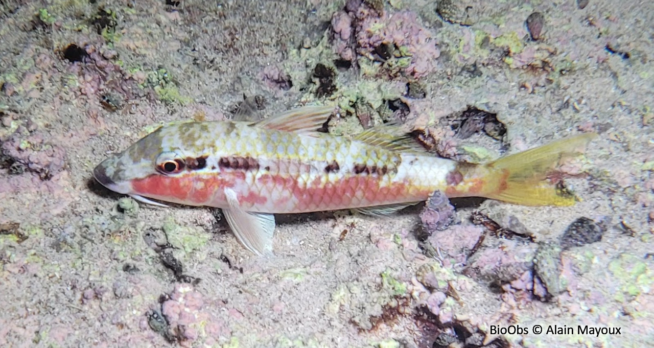 Rouget de Mer Rouge - Parupeneus forsskali - Alain Mayoux - BioObs