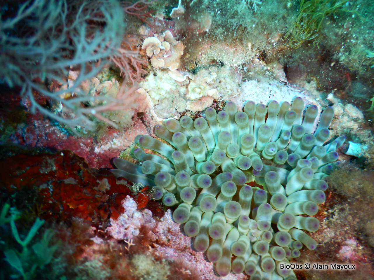 Anémone charnue - Cribrinopsis crassa - Alain Mayoux - BioObs