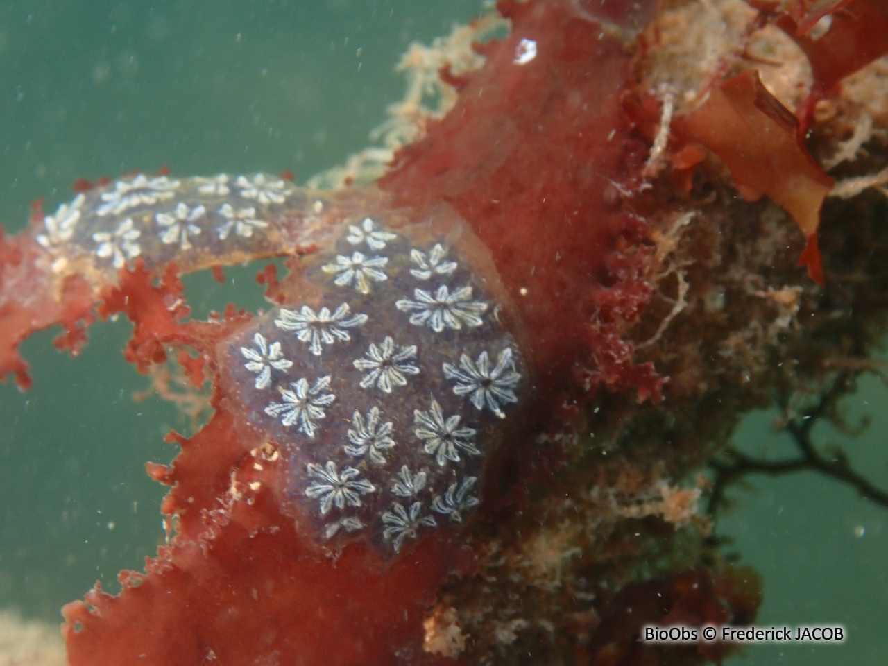 Botrylle étoilé - Botryllus schlosseri - Frederick JACOB - BioObs