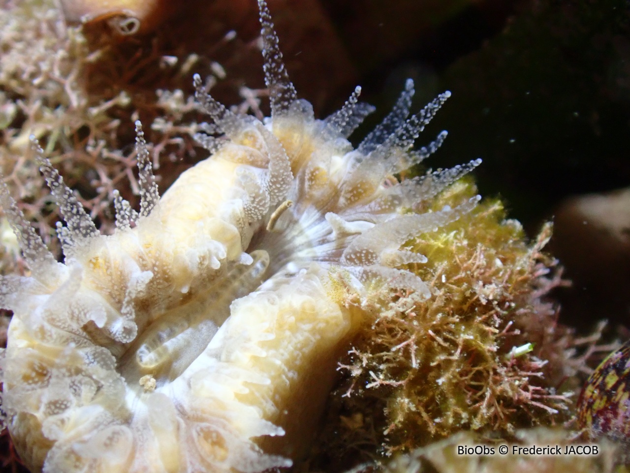 Dent de cochon - Balanophyllia (Balanophyllia) europaea - Frederick JACOB - BioObs