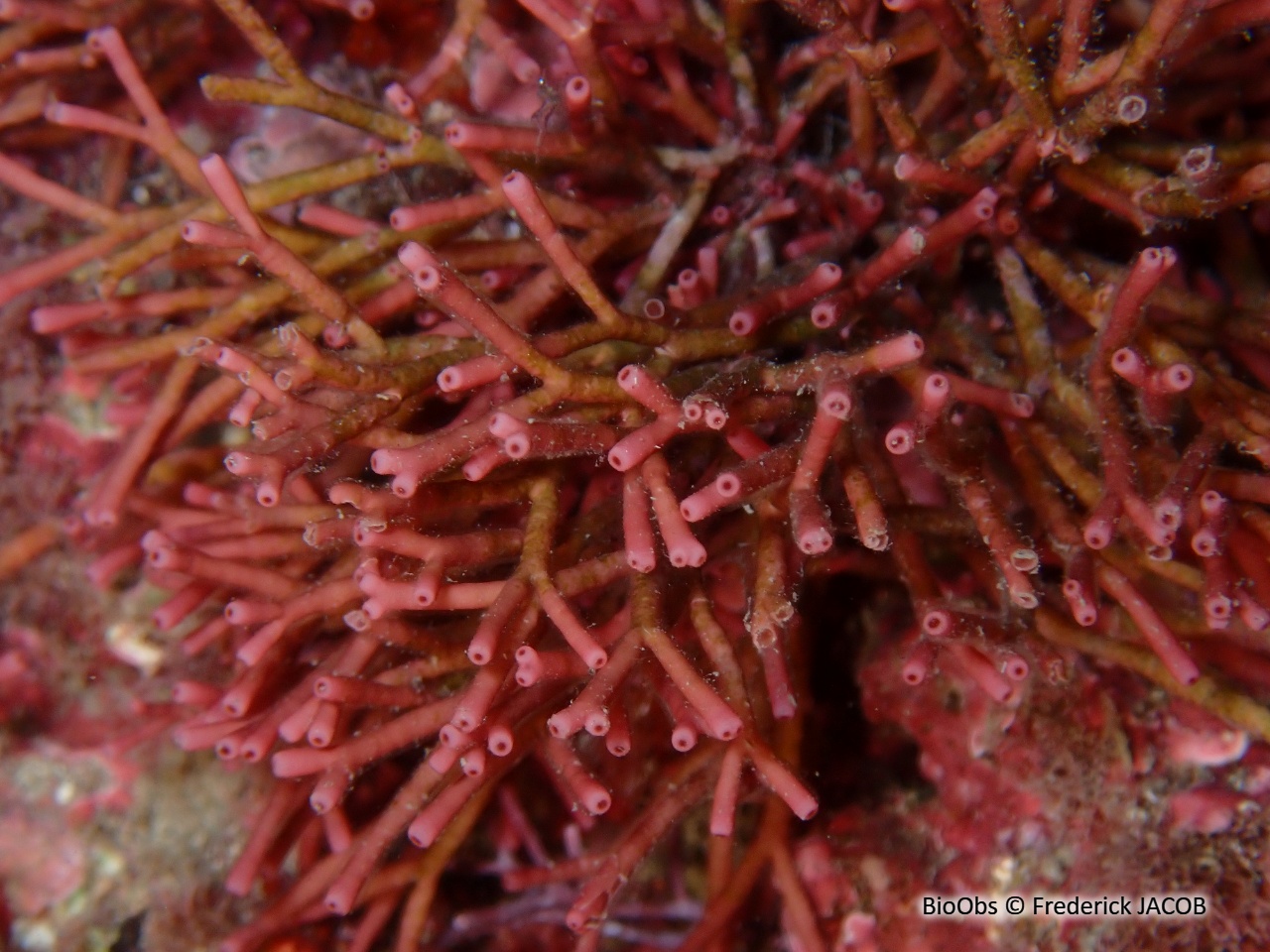 Tricléocarpe fragile - Tricleocarpa fragilis - Frederick JACOB - BioObs