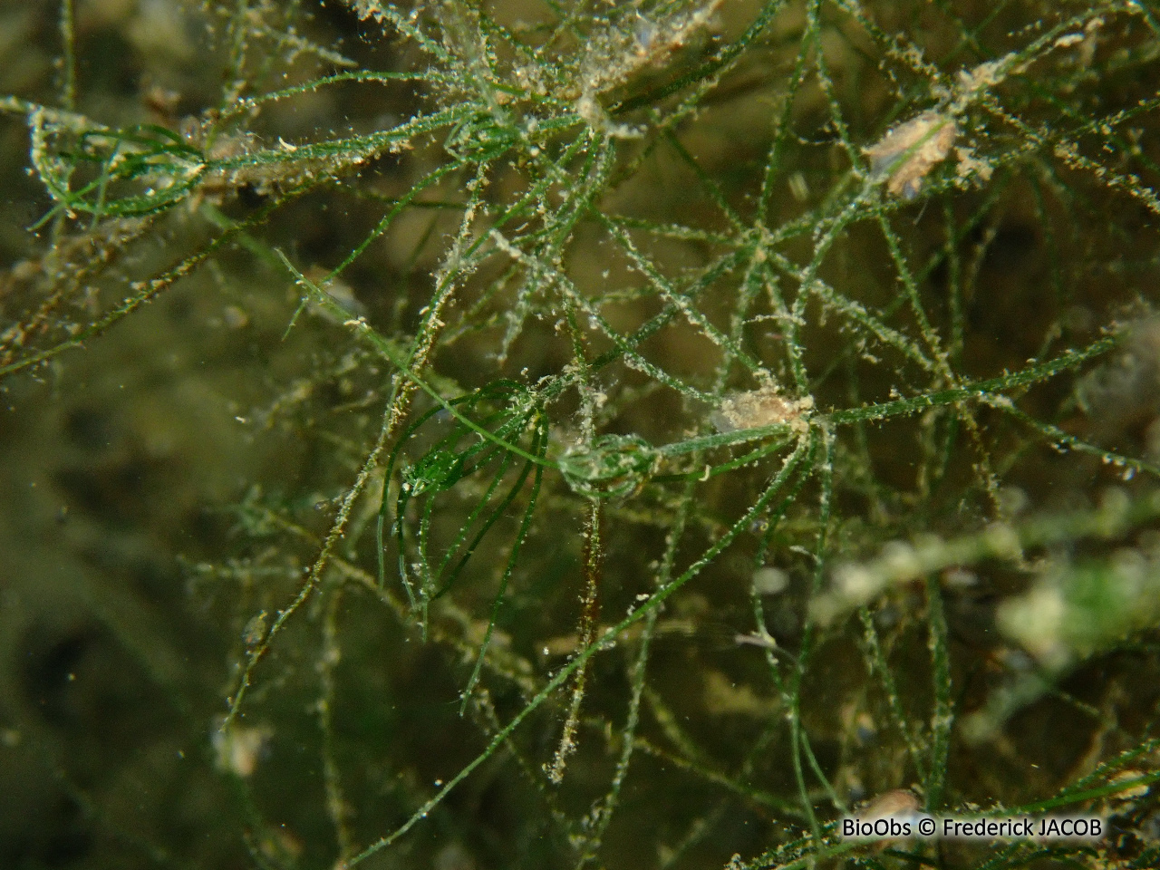 Characées - Characeae sp. - Frederick JACOB - BioObs