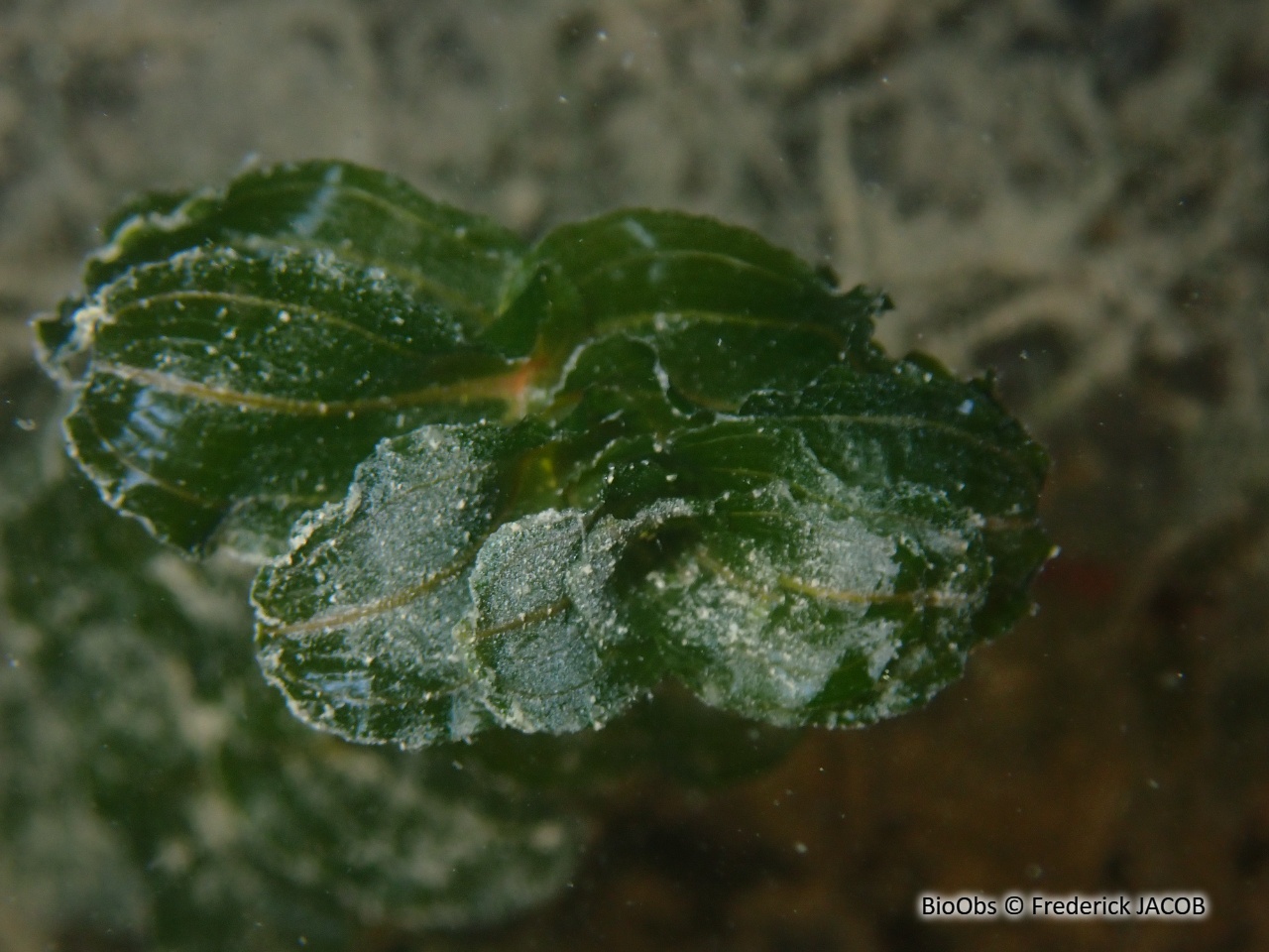 Potamot perfolié - Potamogeton perfoliatus - Frederick JACOB - BioObs