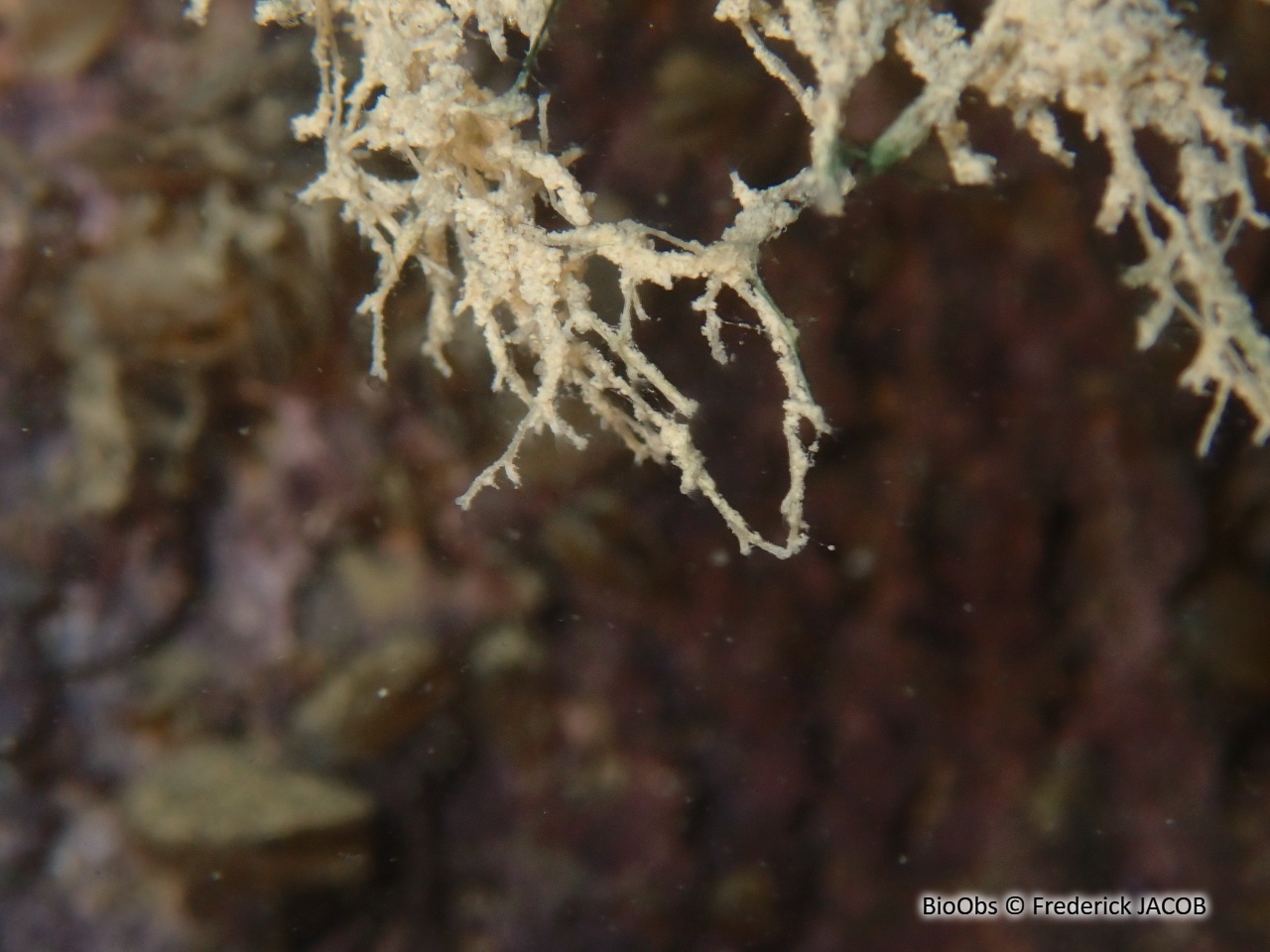 Frédéricelle sultane - Fredericella sultana - Frederick JACOB - BioObs
