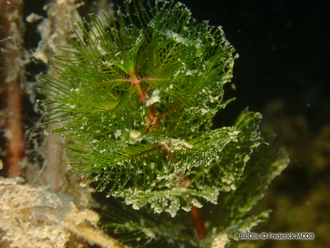 Myriophylle - Myriophyllum sp. - Frederick JACOB - BioObs