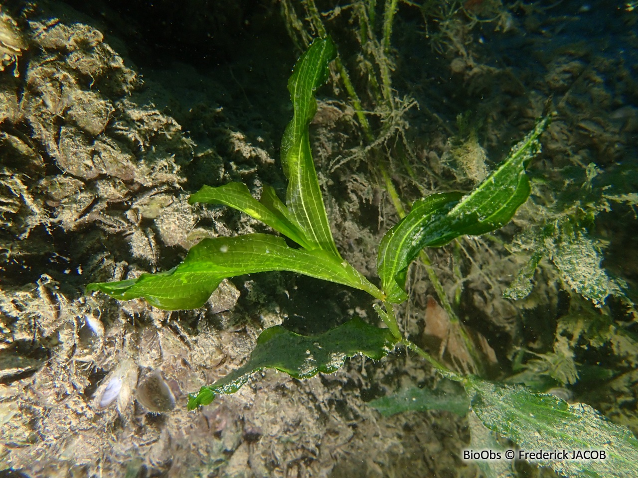 Potamot luisant - Potamogeton lucens - Frederick JACOB - BioObs