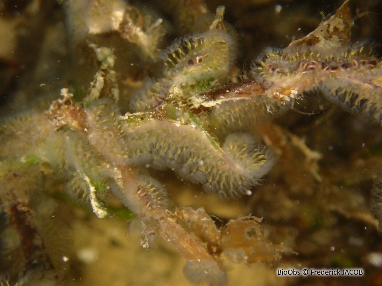 Cristatelle - Cristatella mucedo - Frederick JACOB - BioObs