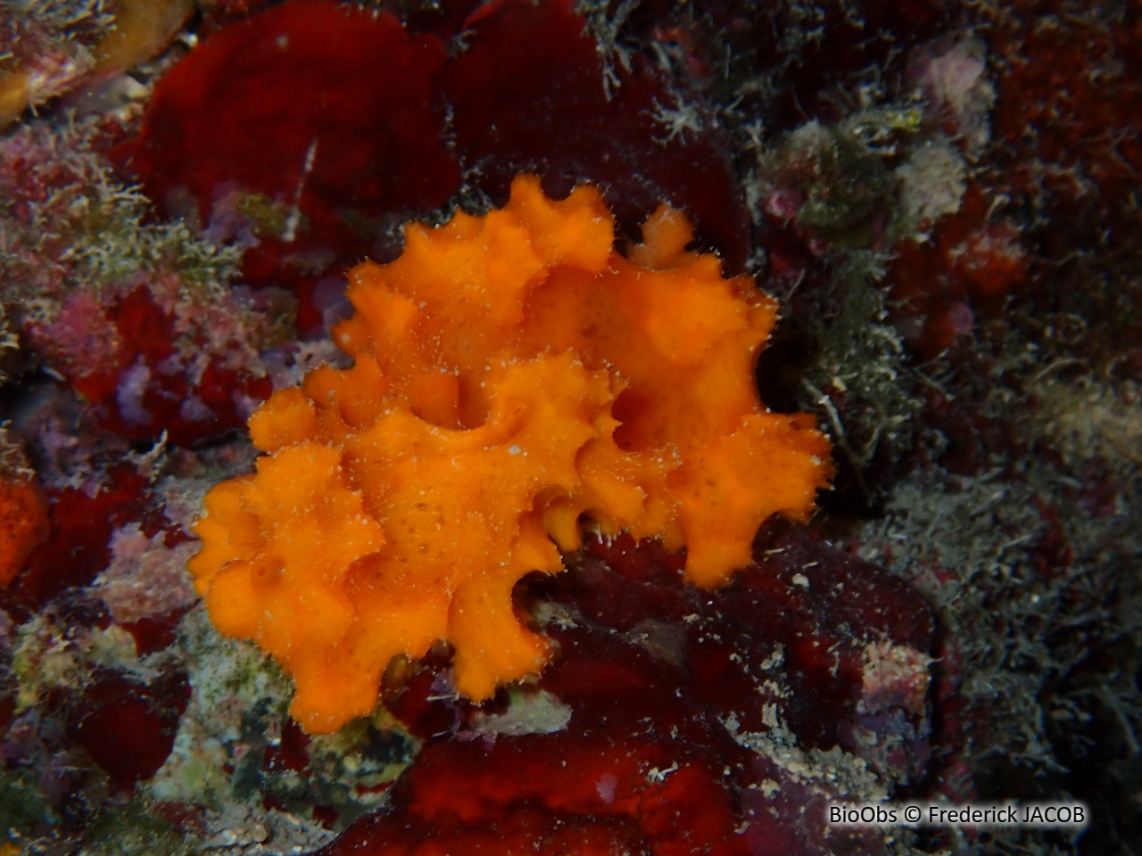 Eponge épineuse orange - Acanthella acuta - Frederick JACOB - BioObs