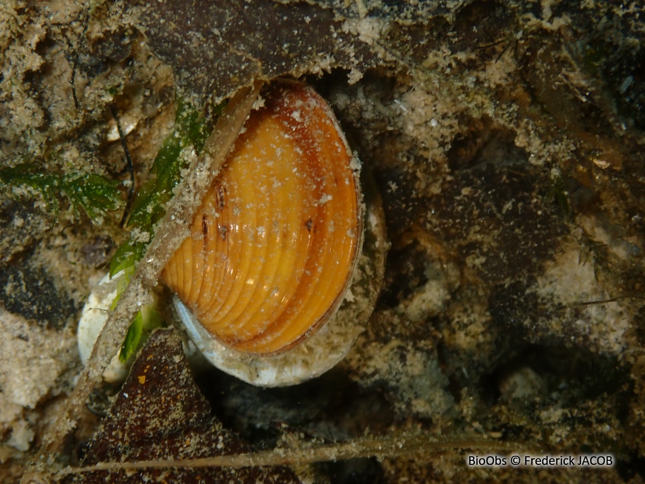 Corbicule asiatique - Corbicula fluminea - Frederick JACOB - BioObs