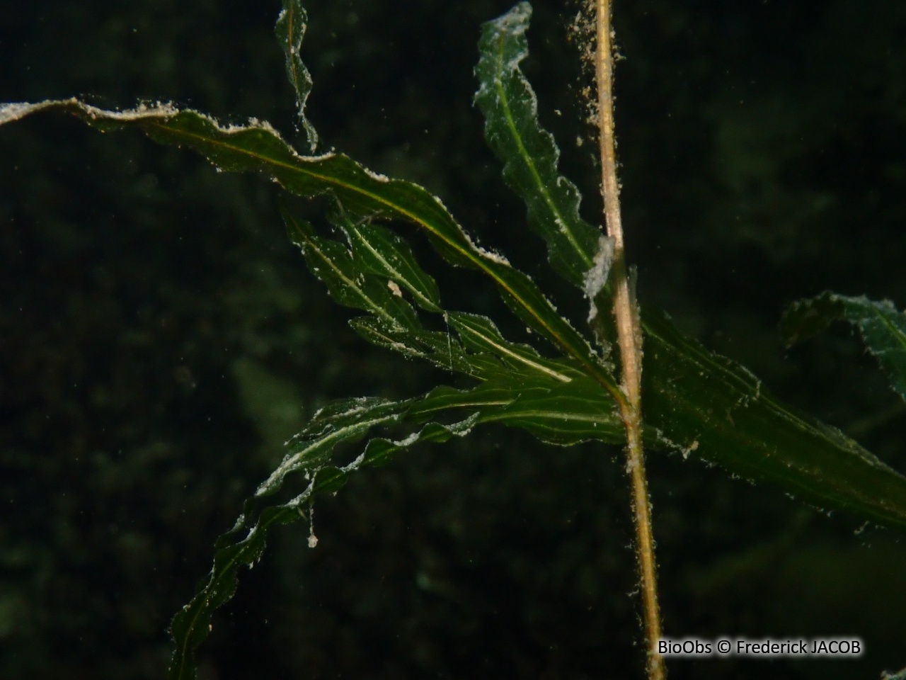 Potamot crépu - Potamogeton crispus - Frederick JACOB - BioObs