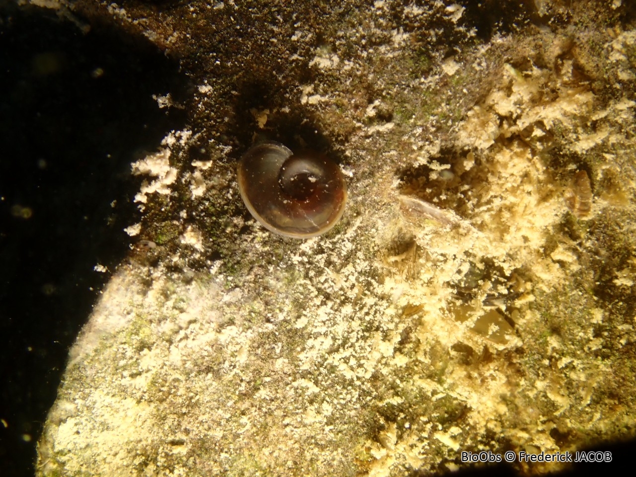 Planorbe carénée - Planorbis carinatus - Frederick JACOB - BioObs