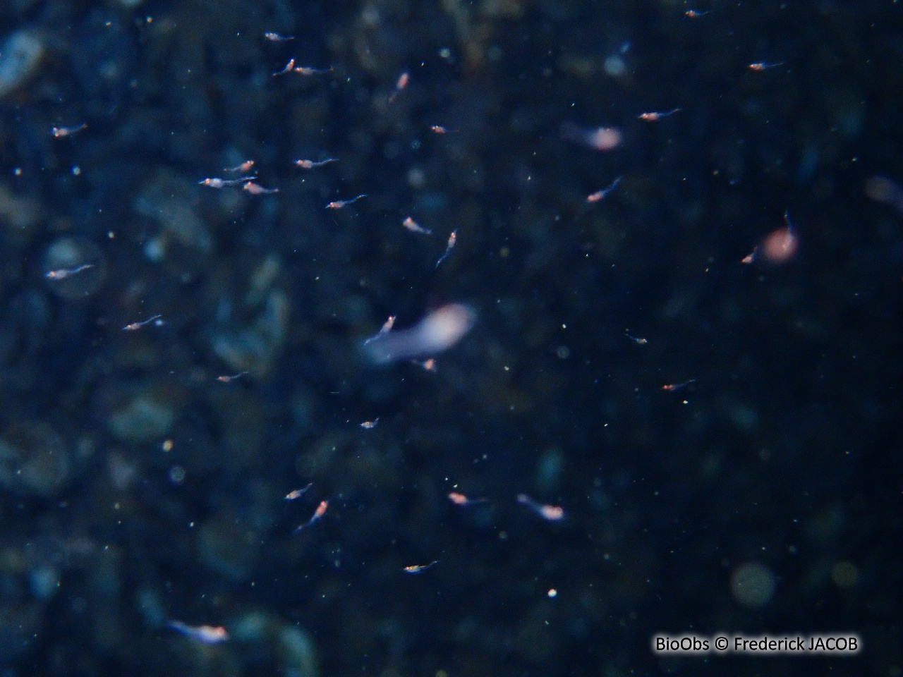 Crevette rouge sang - Hemimysis anomala - Frederick JACOB - BioObs
