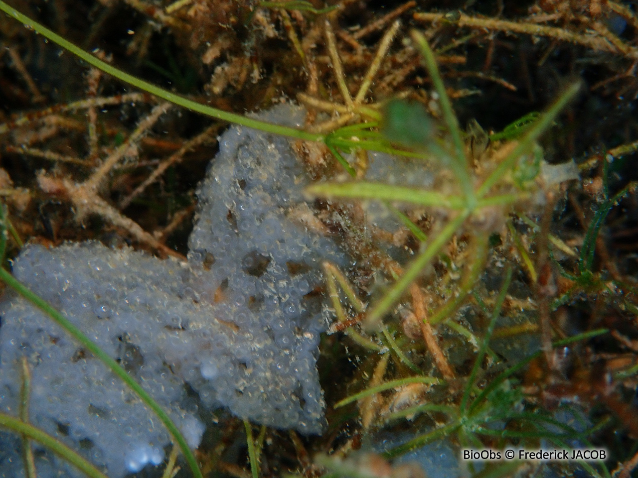 Perche ponte - Perca - Frederick JACOB - BioObs