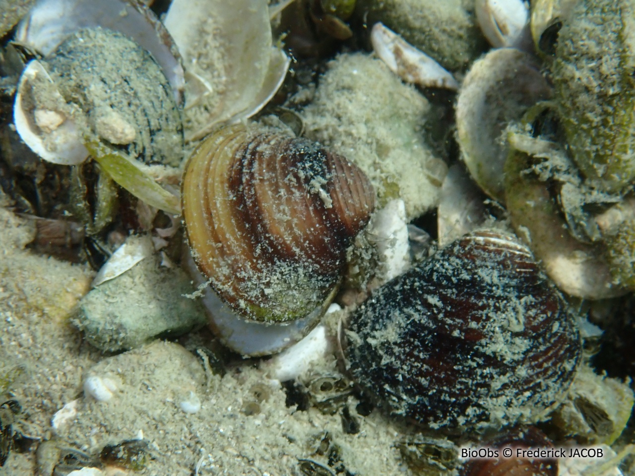 Corbicule asiatique - Corbicula fluminea - Frederick JACOB - BioObs