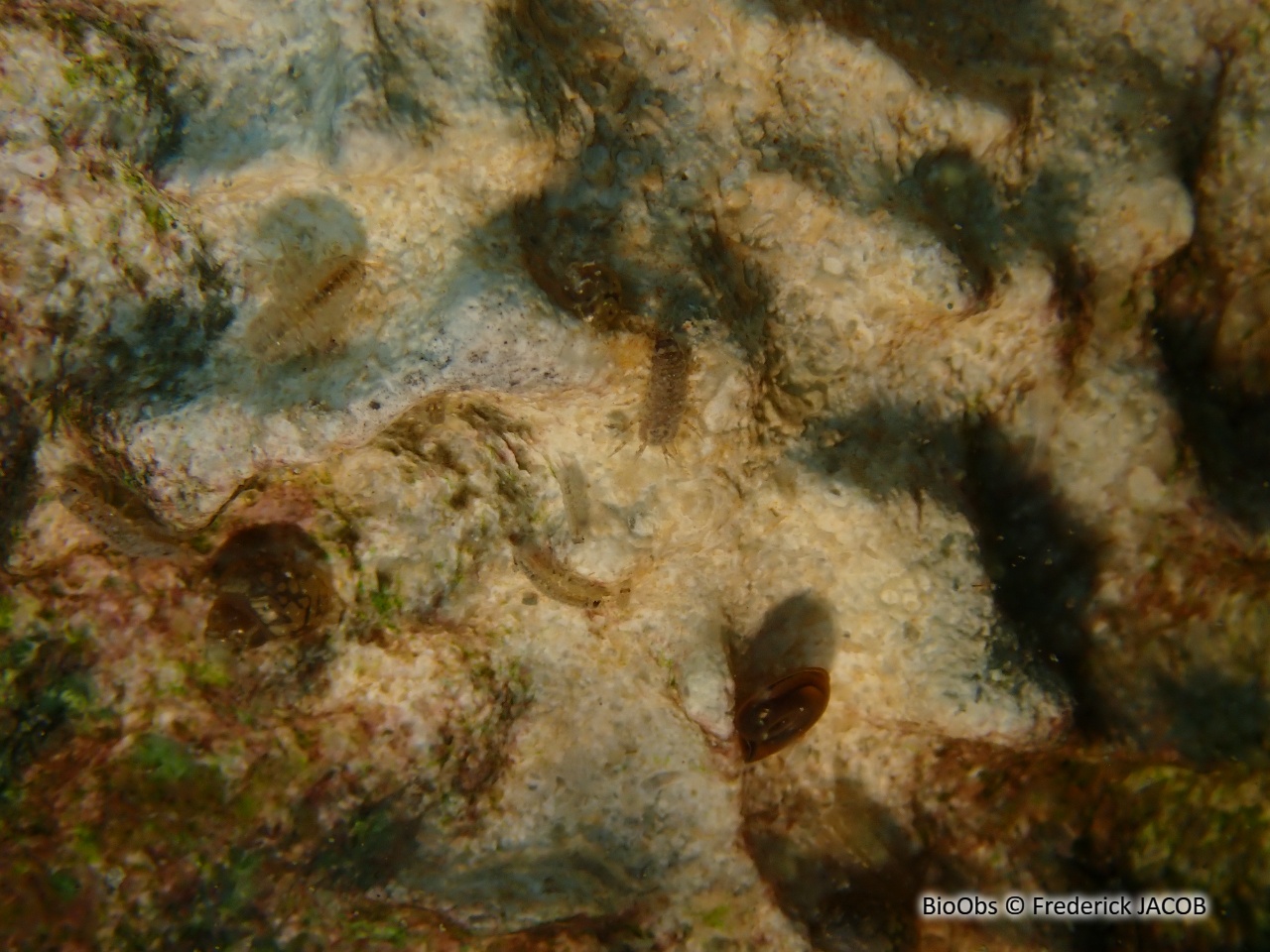 Aselle - Asellus Asellus aquaticus - Frederick JACOB - BioObs